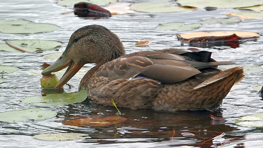 Ente mit Seerosenfrucht