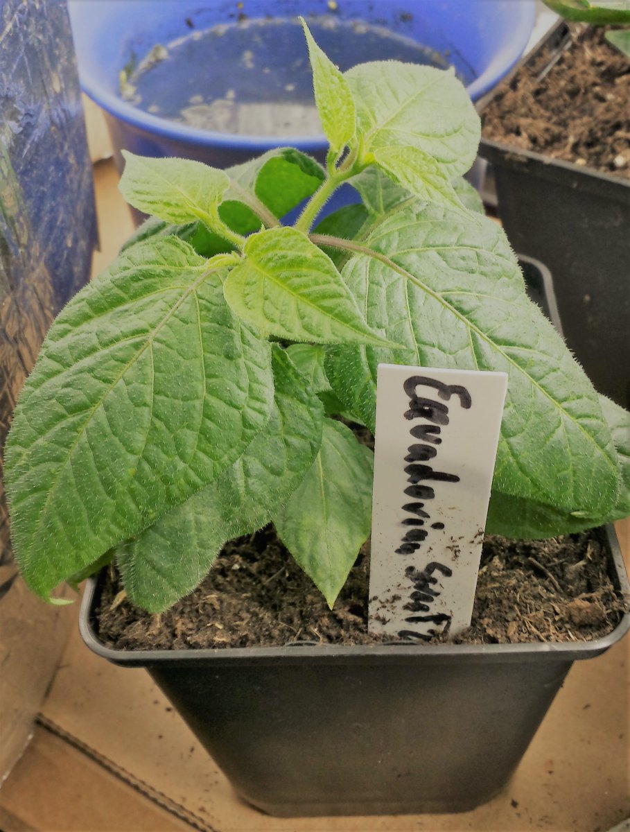 Equadorian sweet