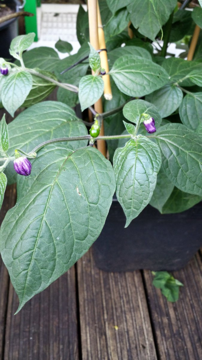 Equadorian sweet