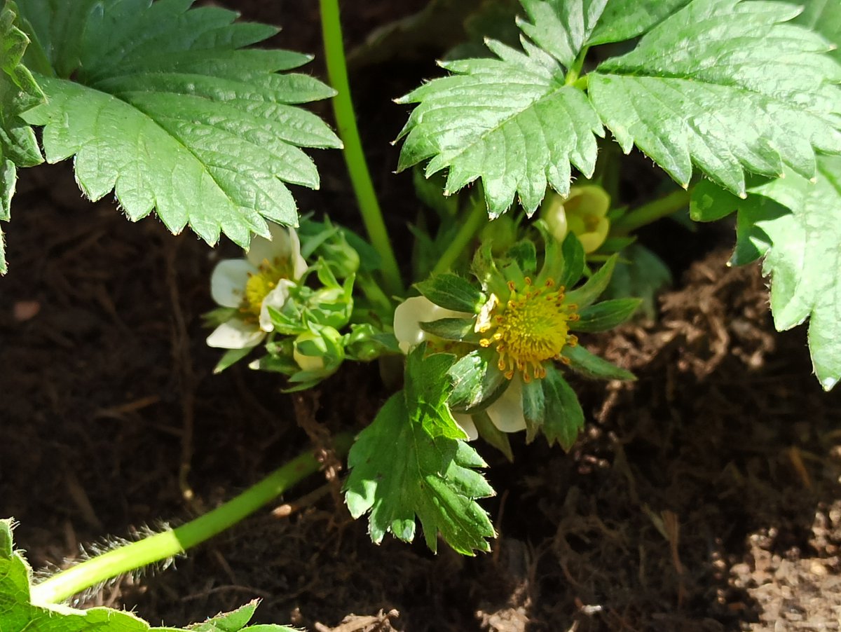 Erdbeeren 2020