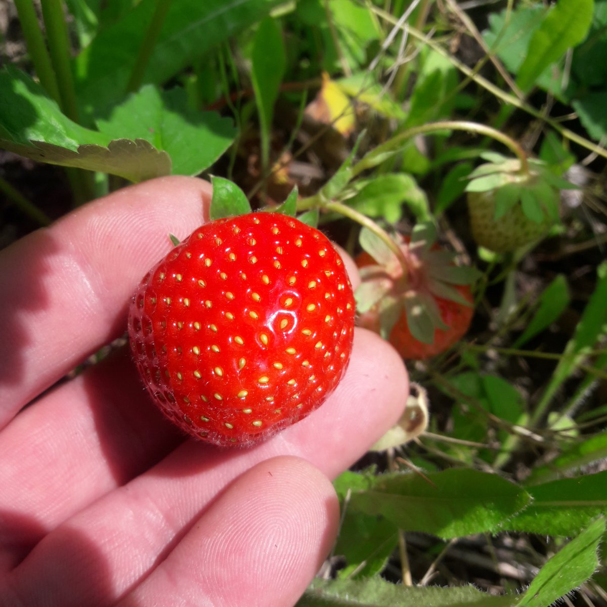 Erdbeeren