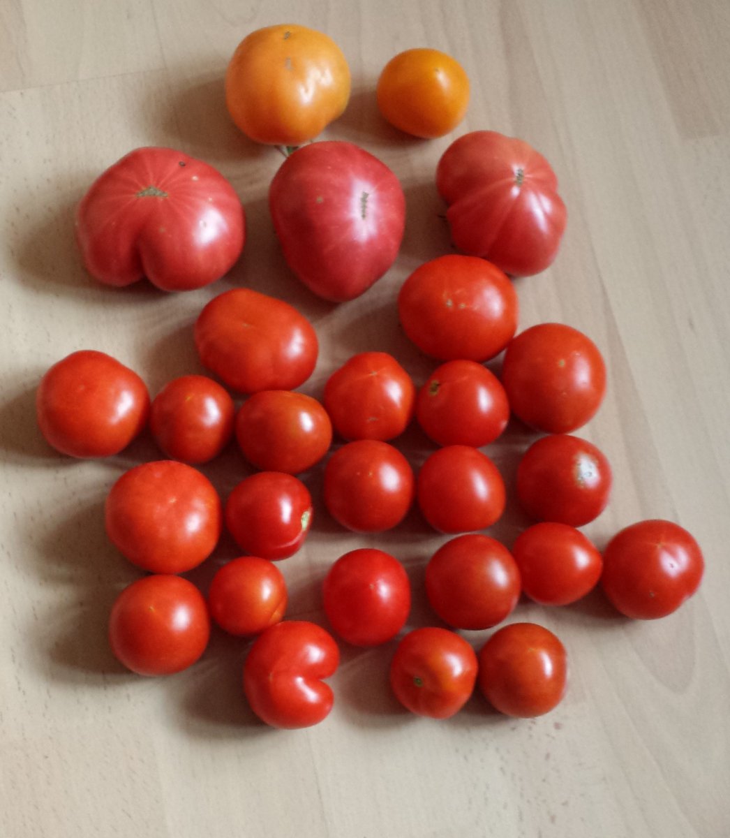 Ernte 30.08.19