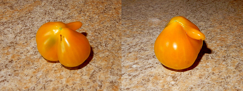 Ernteergebnis Yellow Pear Tomate