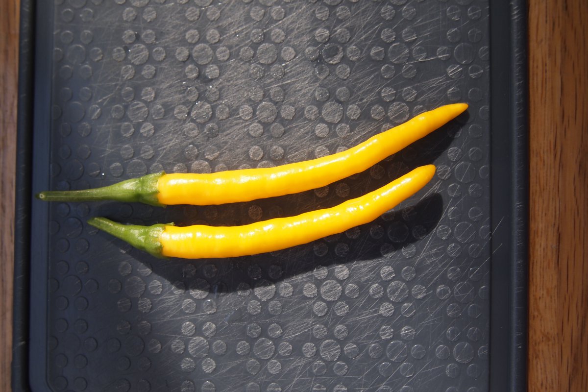 erste Ernte