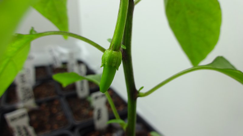 Erste_Cayenne_Beere