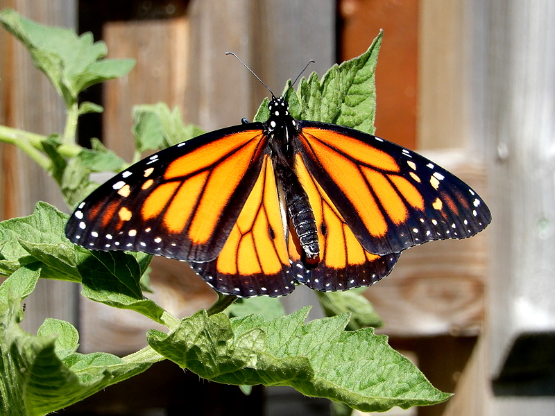 Erster Monarch aus eigener Aufzucht