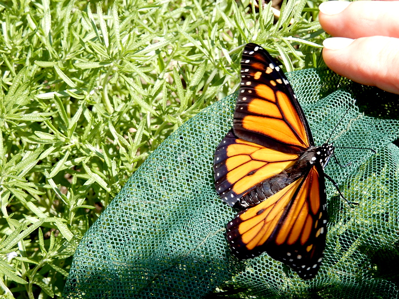 Erster Monarch aus eigener Aufzucht