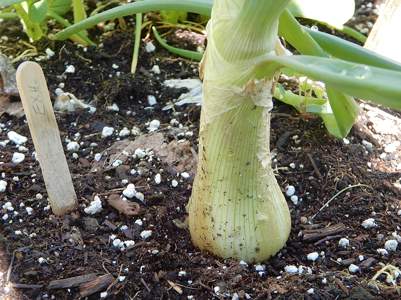Exhibition Onion