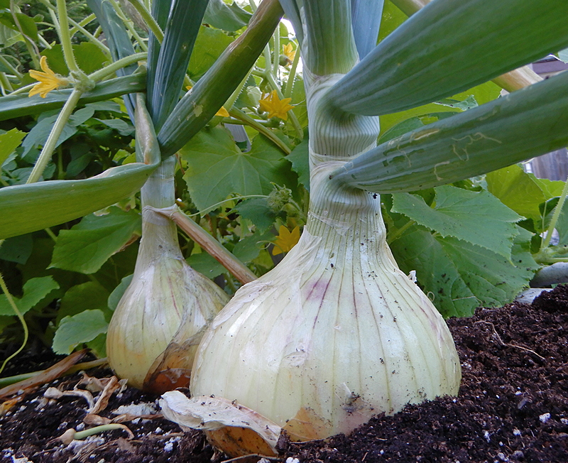 Exhibition Onion