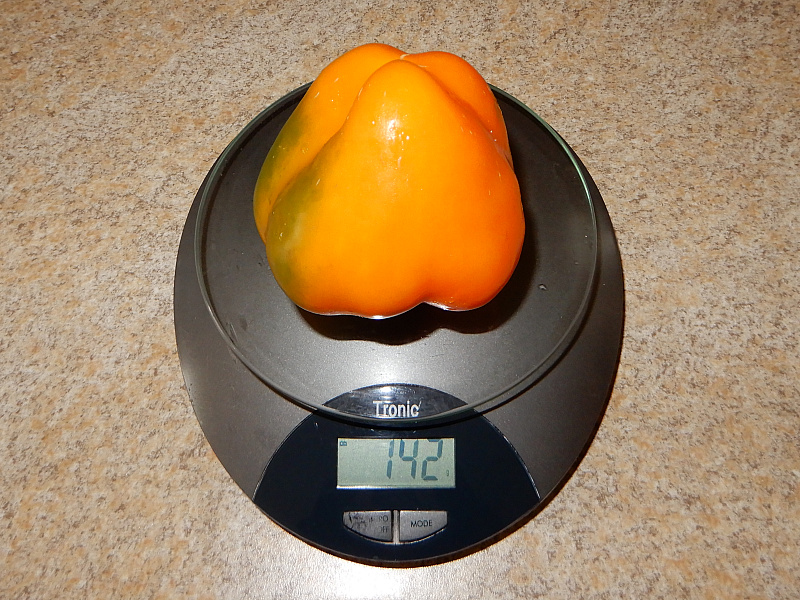 F1 Rondosh Orange