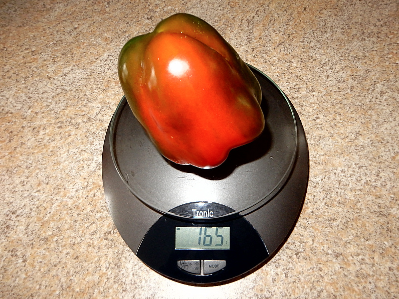 F1 Rondosh Red