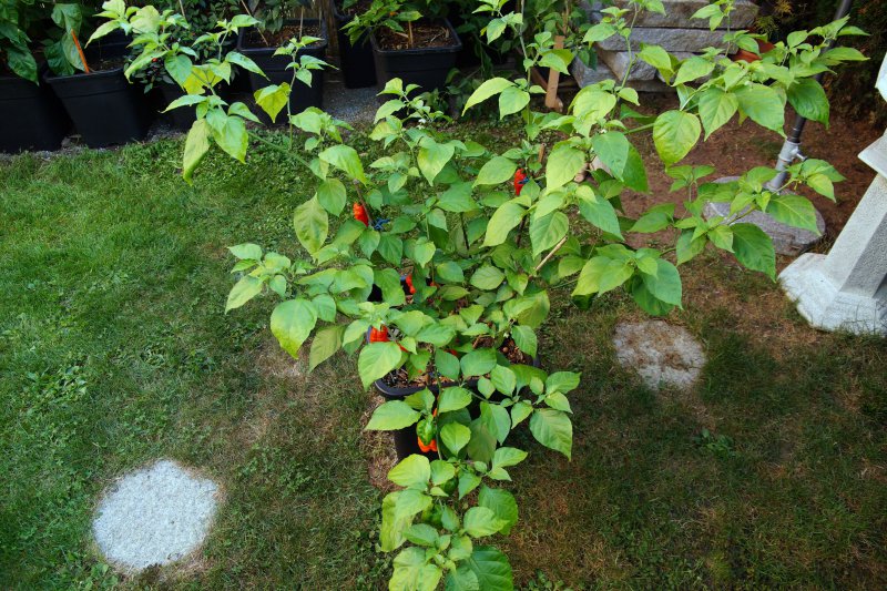 Fatalii Gourmet Jigsaw