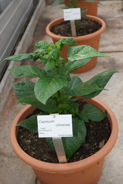 Fatalii.JPG