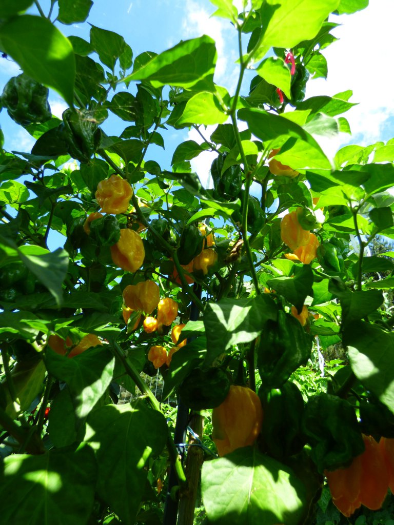 Fatalii Mortalii 2