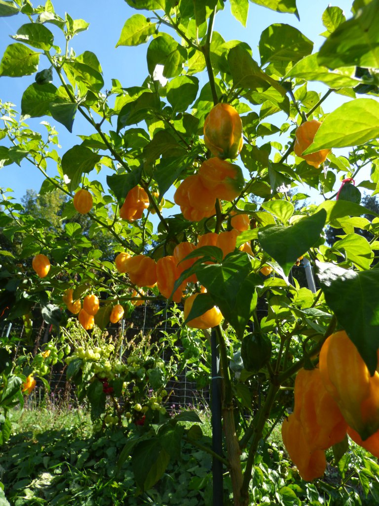 Fatalii Mortalii