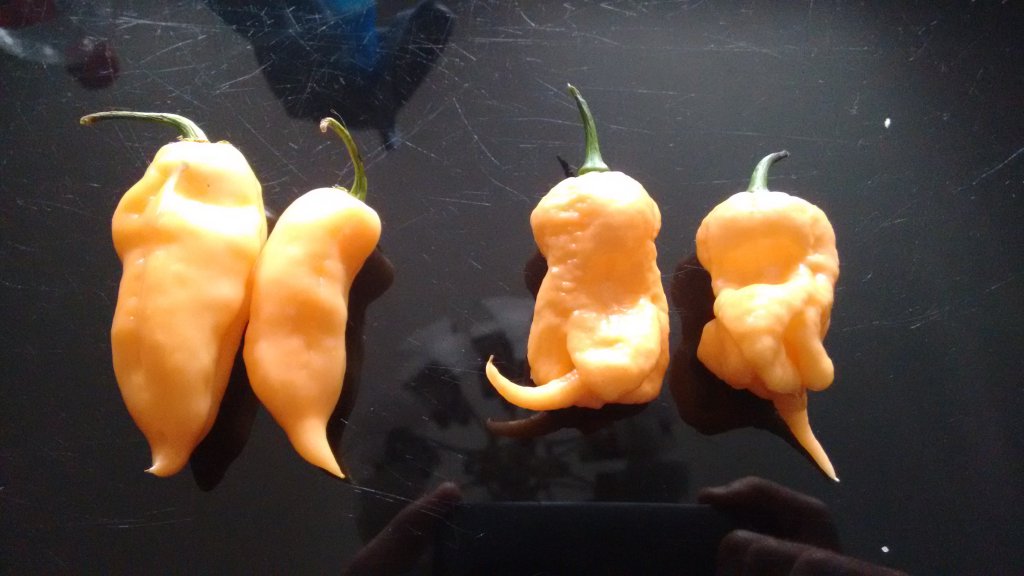 Fatalii Peach vs Jays Peach