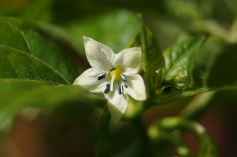Fatalii White Blüte