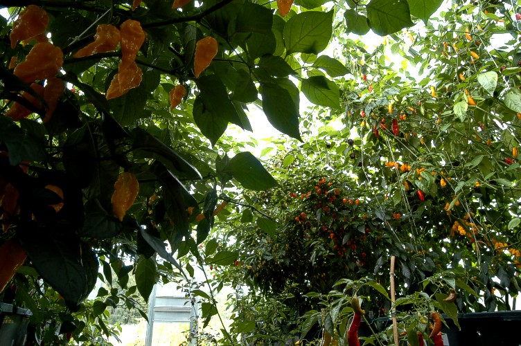 Fatalii yellow