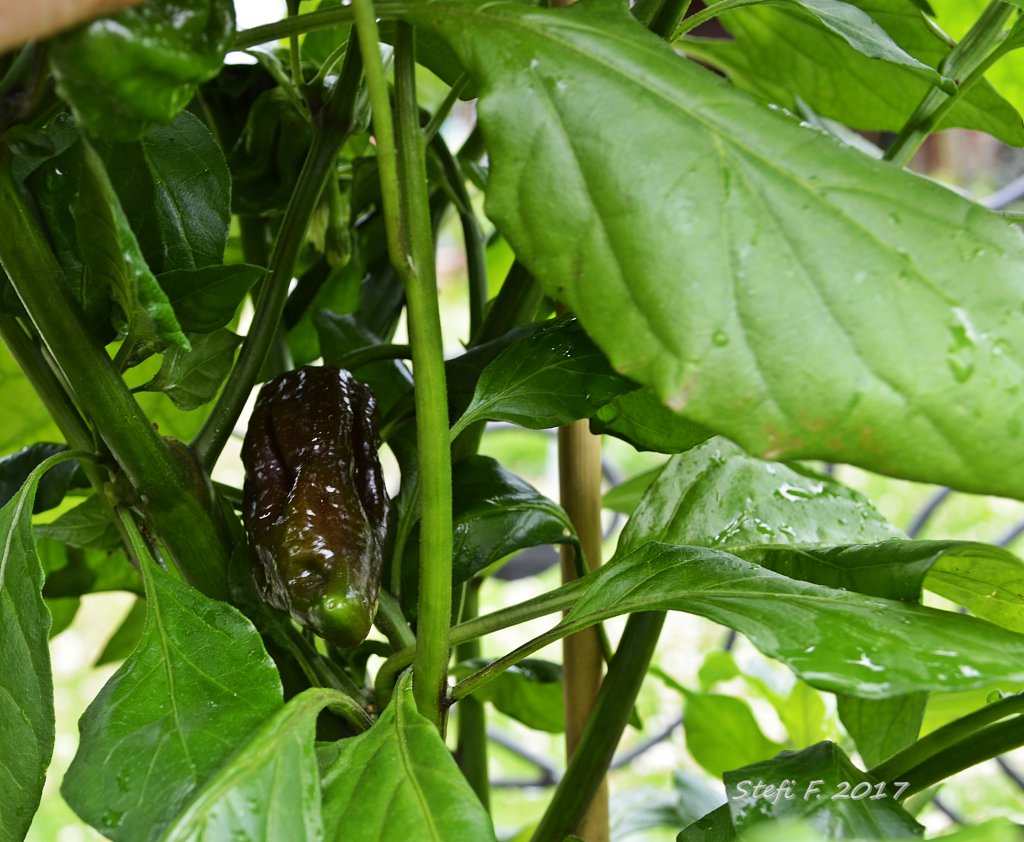 Fatalii