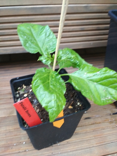 Fatalii_Brown.jpg