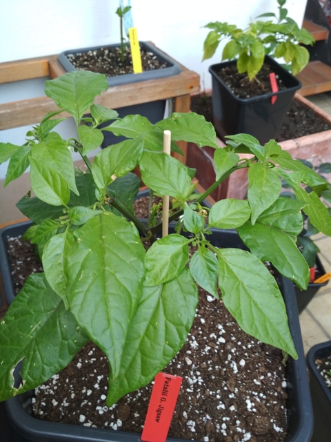 Fatalii_Gourmet_Jigsaw.jpg