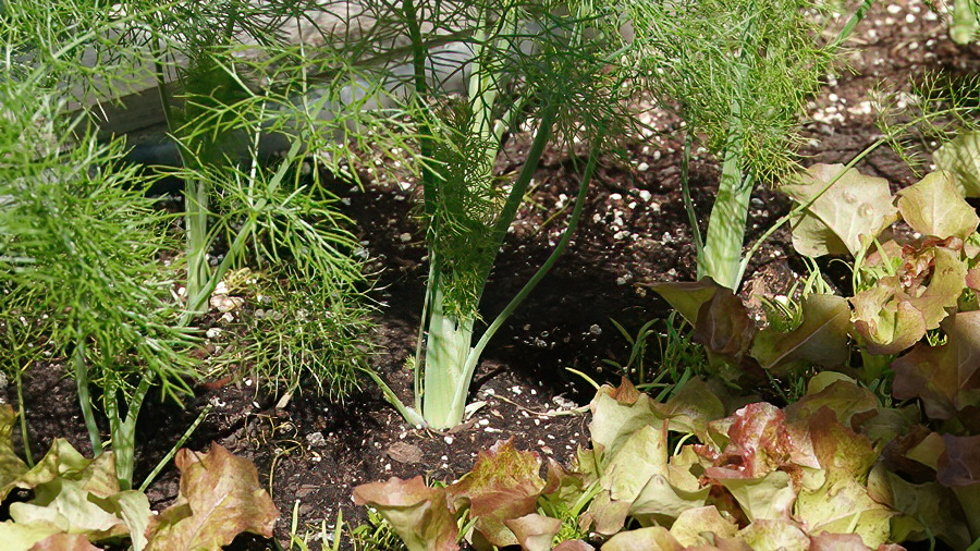 Fenchel