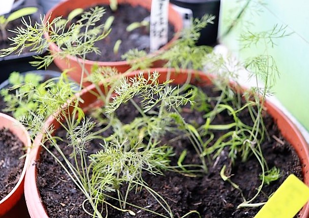Fenchel