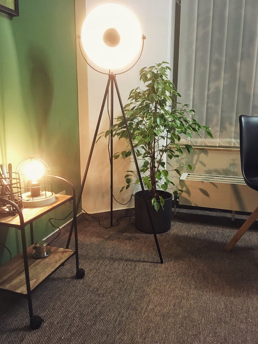Ficus benjamini