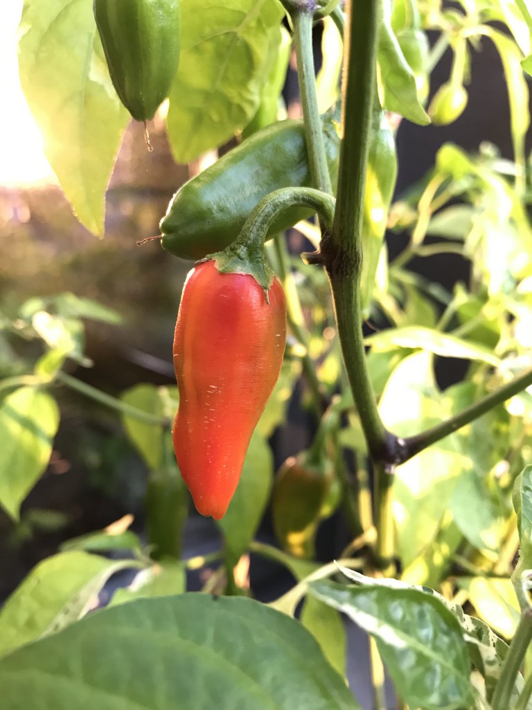 Fish Pepper
