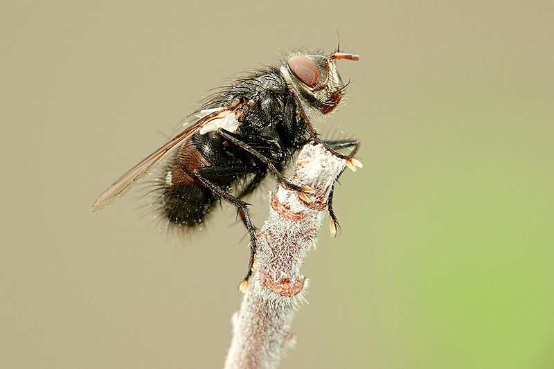 Fliege mit etwas Pollen