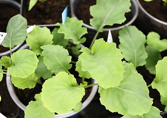 Flower Sprout