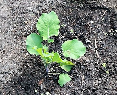 Flower Sprout
