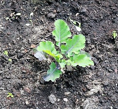 Flower Sprout