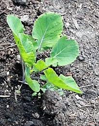 Flower Sprout