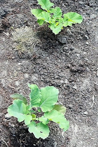 Flower Sprout