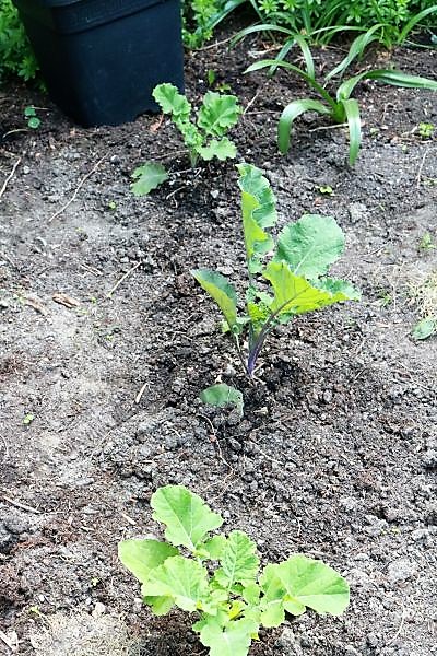 Flower Sprout