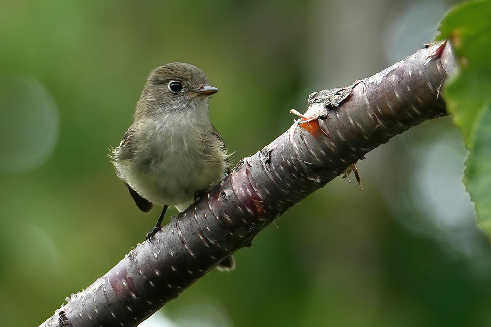 Flycatcher