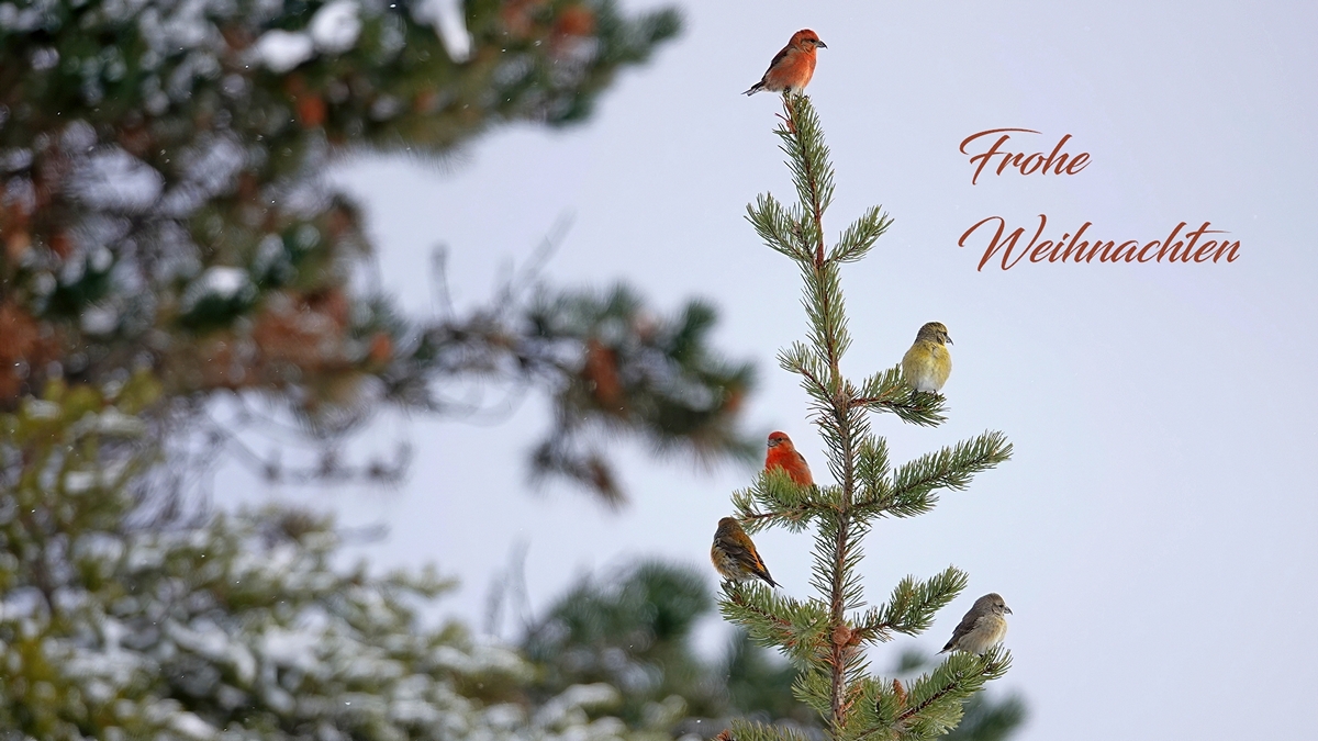 Frohe Weihnachten