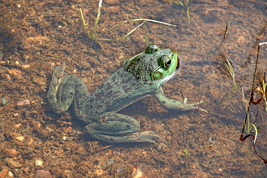 Frosch