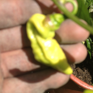 Frucht 06.07.2015 - Trinidad Hornet F4