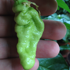 Frucht 10.06.2015 - Trinidad Hornet F4