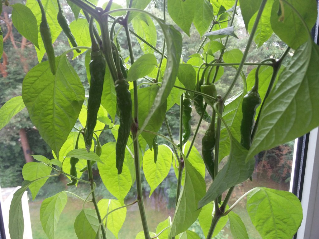 Früchte an der beschnittenen Cayenne 25.06.2018