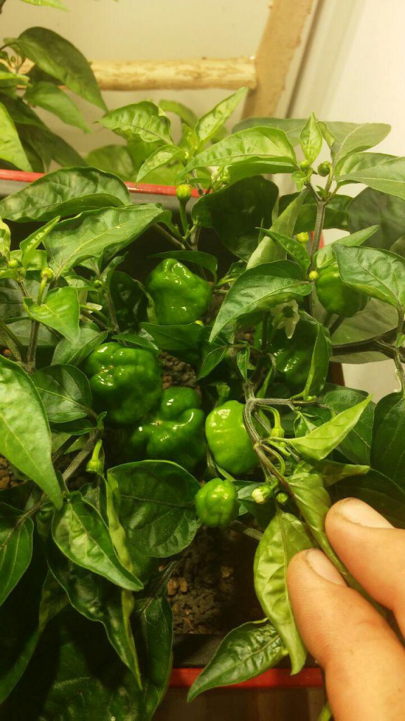 Früchte Scotch Bonnet 2