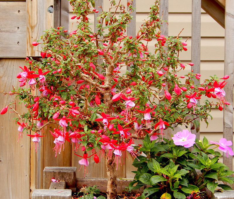Fuchsie