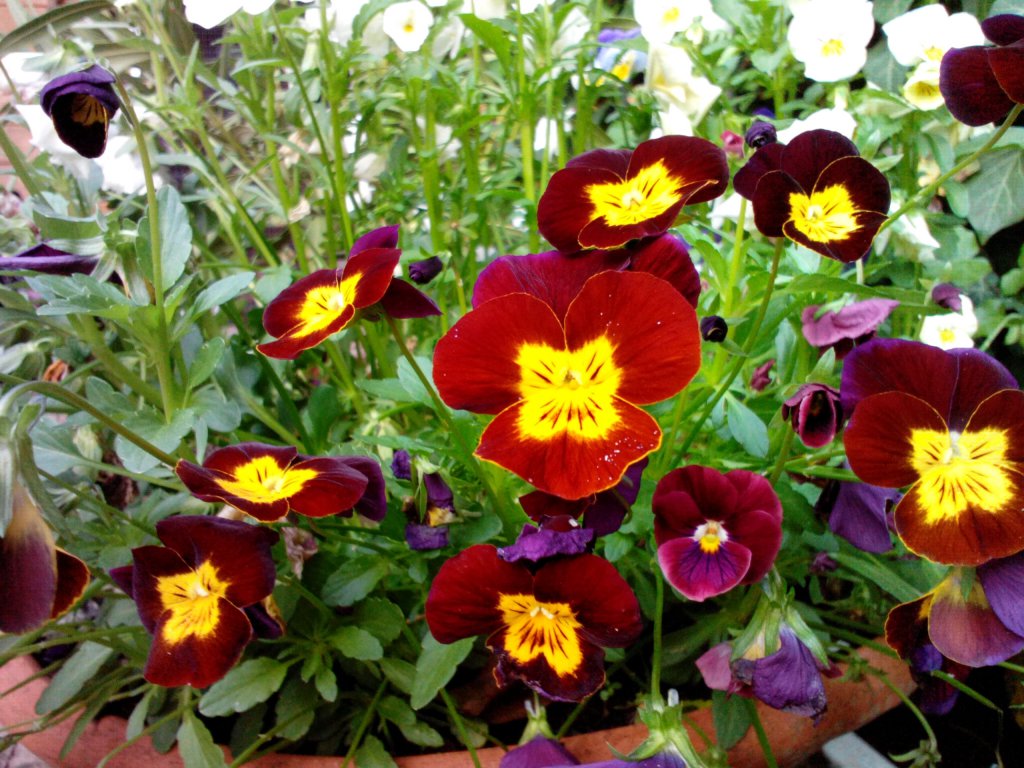 Garten im Mai 2