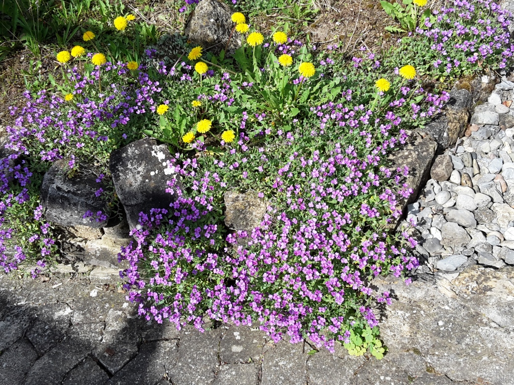 Garten1 028