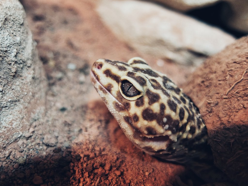 Gecko - W2