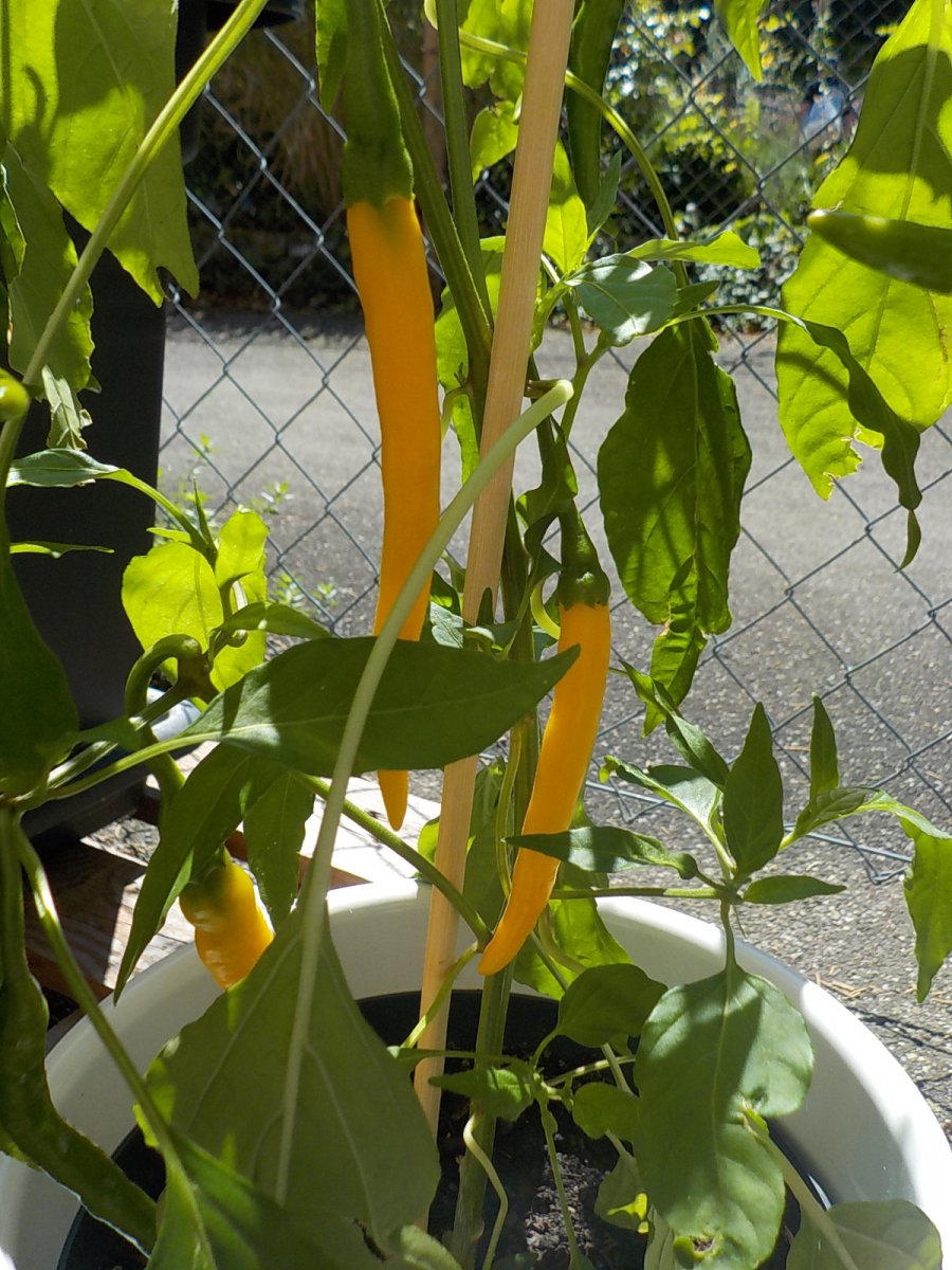 gelbe Chili