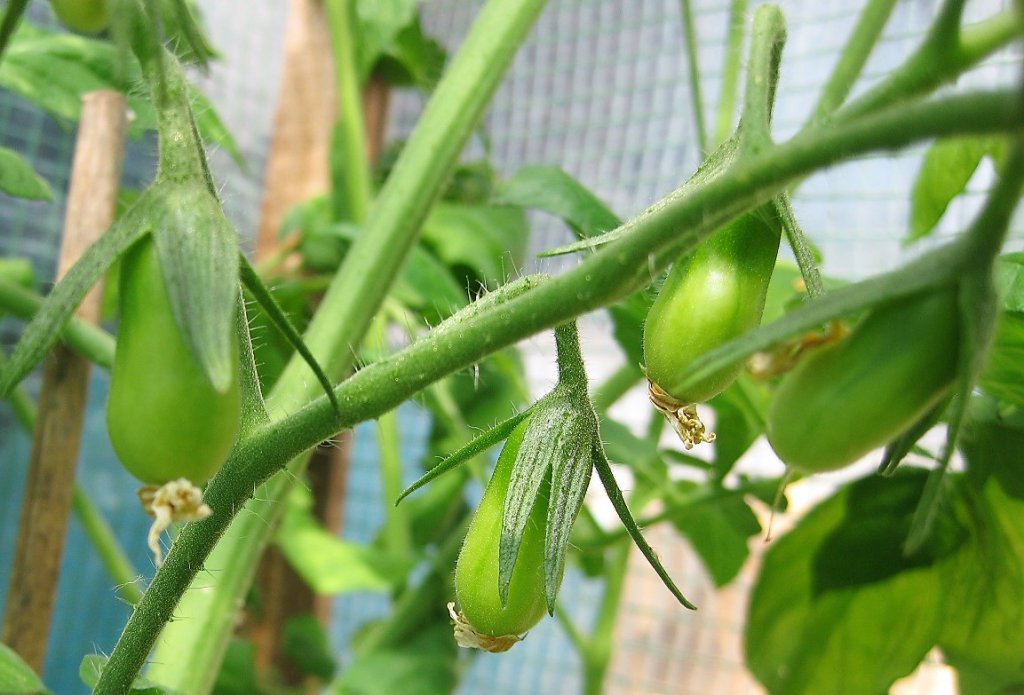 Gestern im Garten