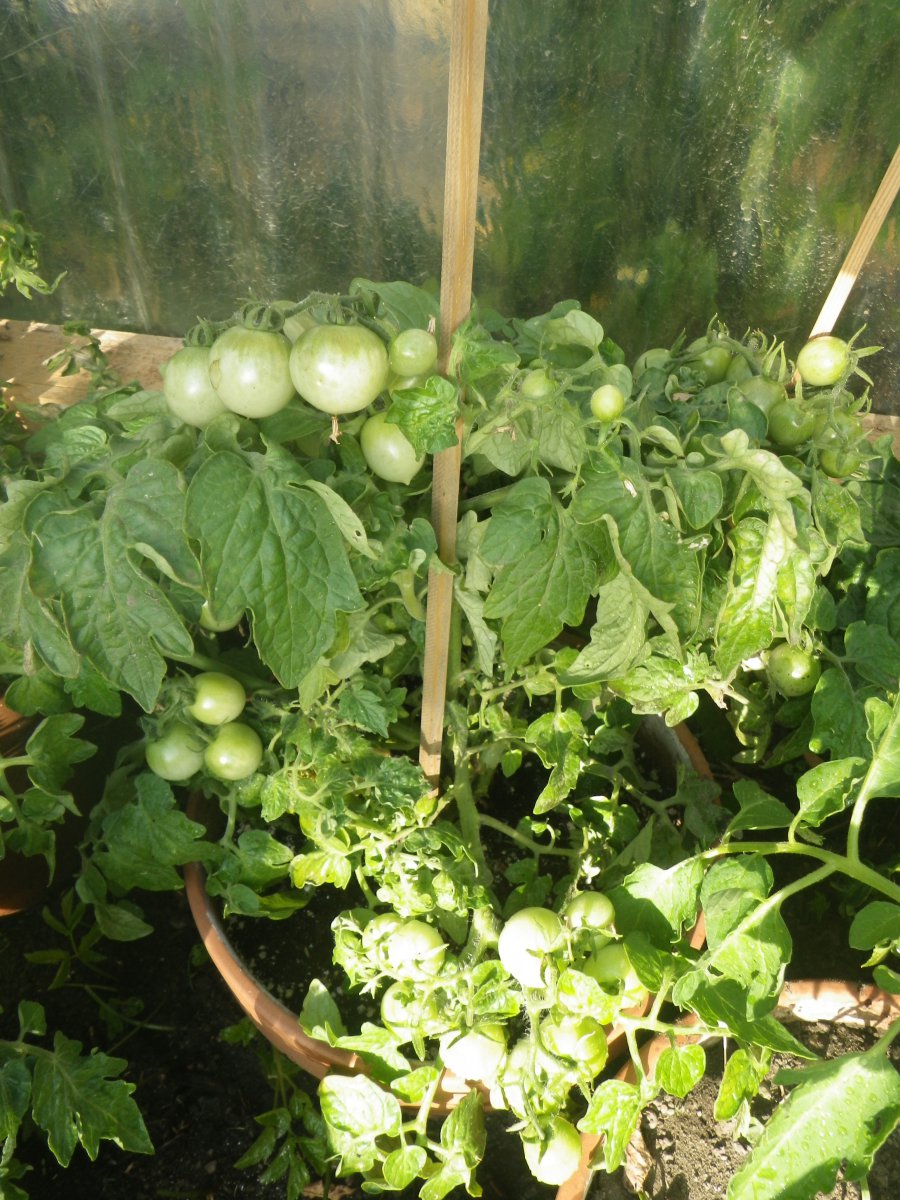 gesunde Tomate